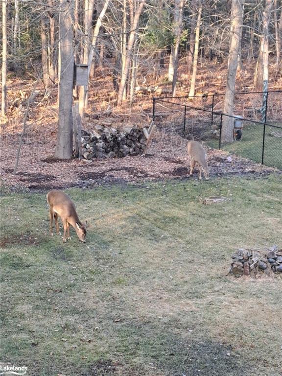 Deer in the Backyard | Image 29
