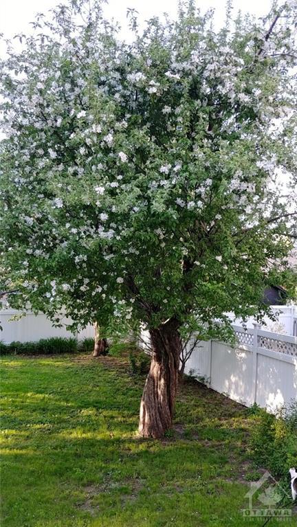 Apple Trees in Bloom | Image 24
