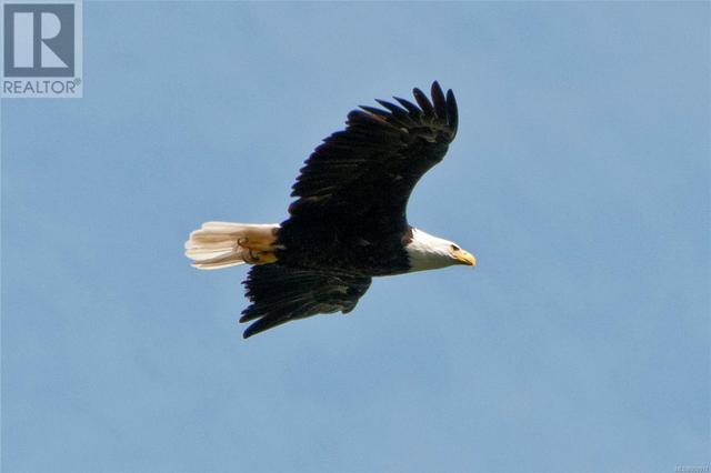 Soaring Eagles and the natural beauty of Vancouver Island | Image 36