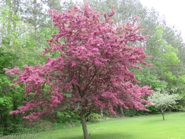 Beautiful cherry trees will help you greet summer | Image 26