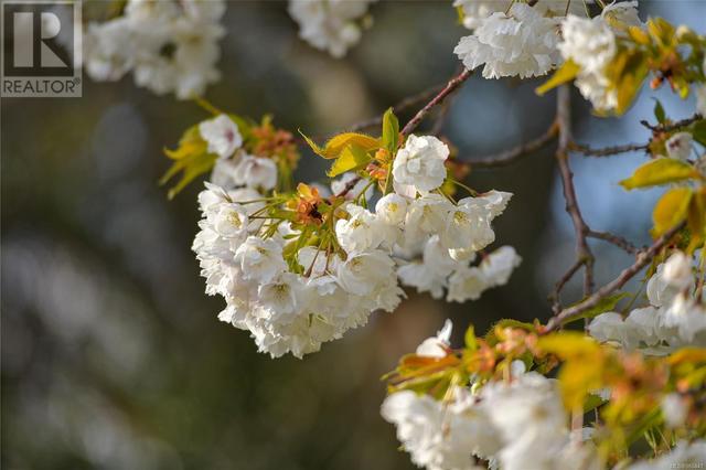 Seasonal Blossoms in Rear Yard | Image 13