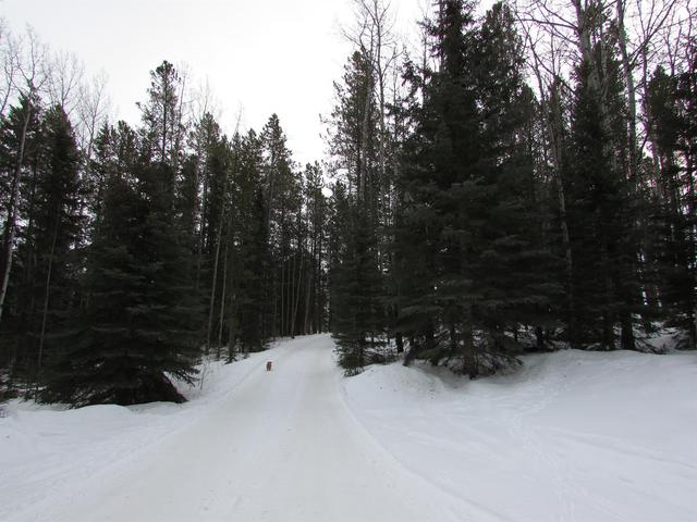 345056 Range Road 50, House detached with 2 bedrooms, 1 bathrooms and null parking in Clearwater County AB | Image 42