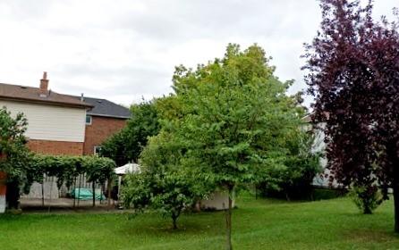 2780 Weston Rd, House detached with 3 bedrooms, 1 bathrooms and 2 parking in Toronto ON | Image 18