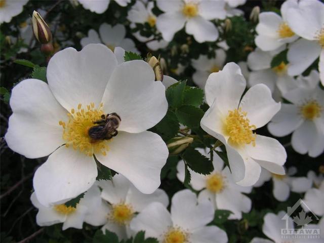 White Rose Bush with Visitor | Image 26