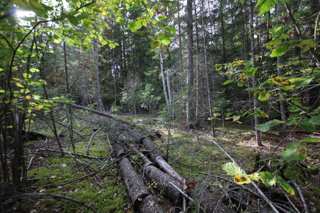 lot 9 Clark Road, Home with 0 bedrooms, 0 bathrooms and null parking in Central Kootenay K BC | Image 17