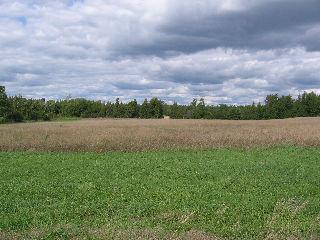 0 Conc 11, Pt Lot 16 Rd, Home with 0 bedrooms, 0 bathrooms and null parking in Kawartha Lakes ON | Image 4