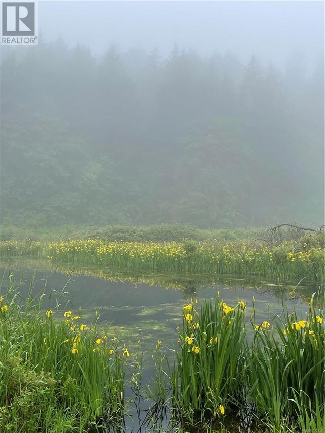 yellow iris lined lake in the fog | Image 62