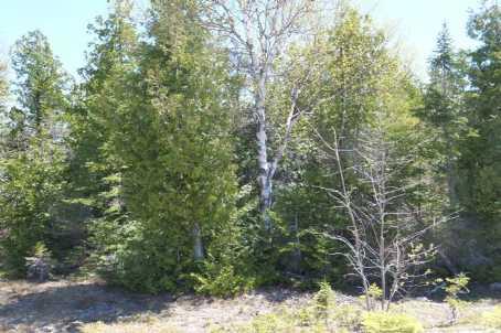 000 Bayshore Ave S, Home with 0 bedrooms, 0 bathrooms and null parking in Northern Bruce Peninsula ON | Image 6