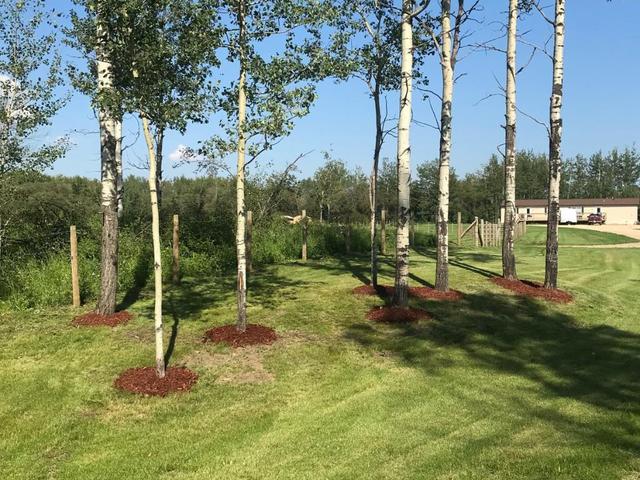 Newly planted trees | Image 6