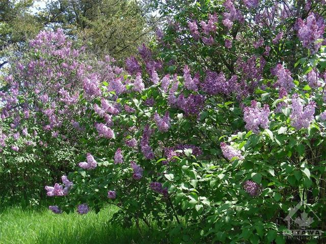 Two of the Lilac Bushes on the Property | Image 27