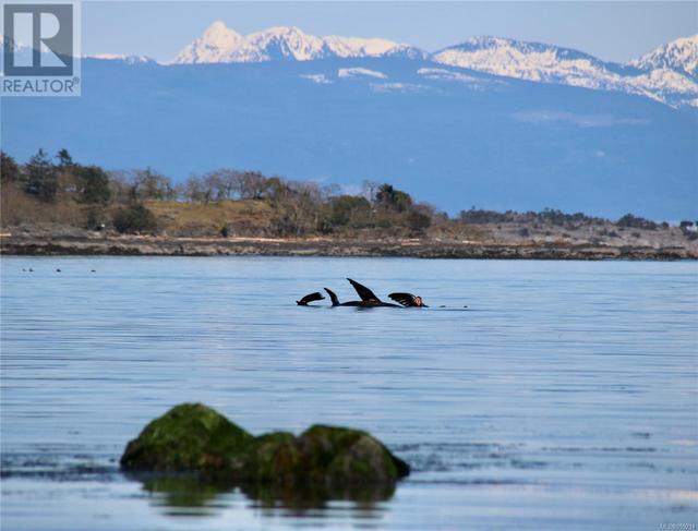 Whales in the Bay | Image 29