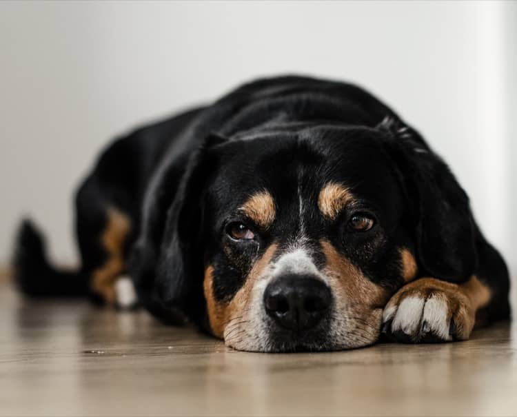 dog-floor-condo