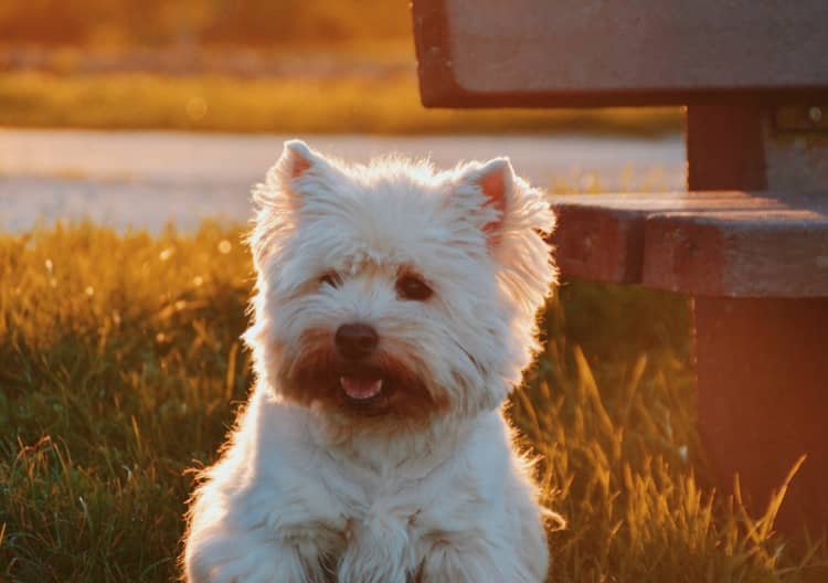 happy-little-white-dog