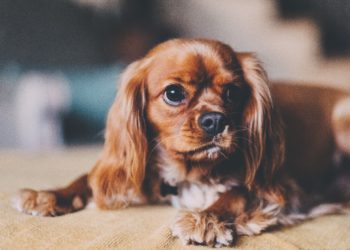 BC Foreign Buyers Tax and Puppy Condo Rules
