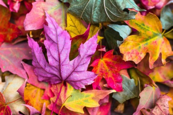 Fall Real Estate