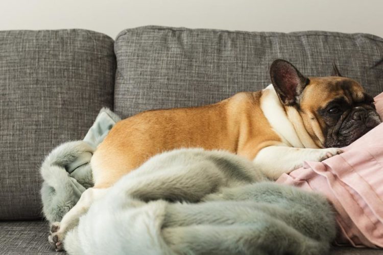Renting with Pets