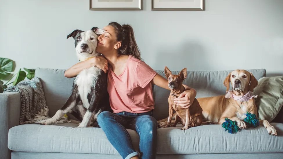 Pet sitter cuddling with three dogs on a grey couch.