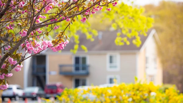 A tree of blooming flowers with a house in the background.