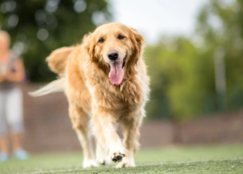 A golden retriever dog