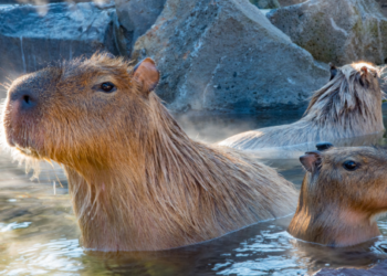 Some capybaras in the water.