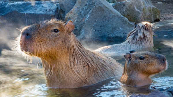 Some capybaras in the water.