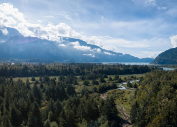 British Columbia woodland with mountains in the background.