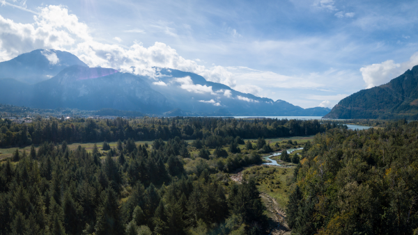 British Columbia woodland with mountains in the background.
