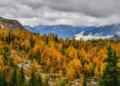 scenic forest in fall