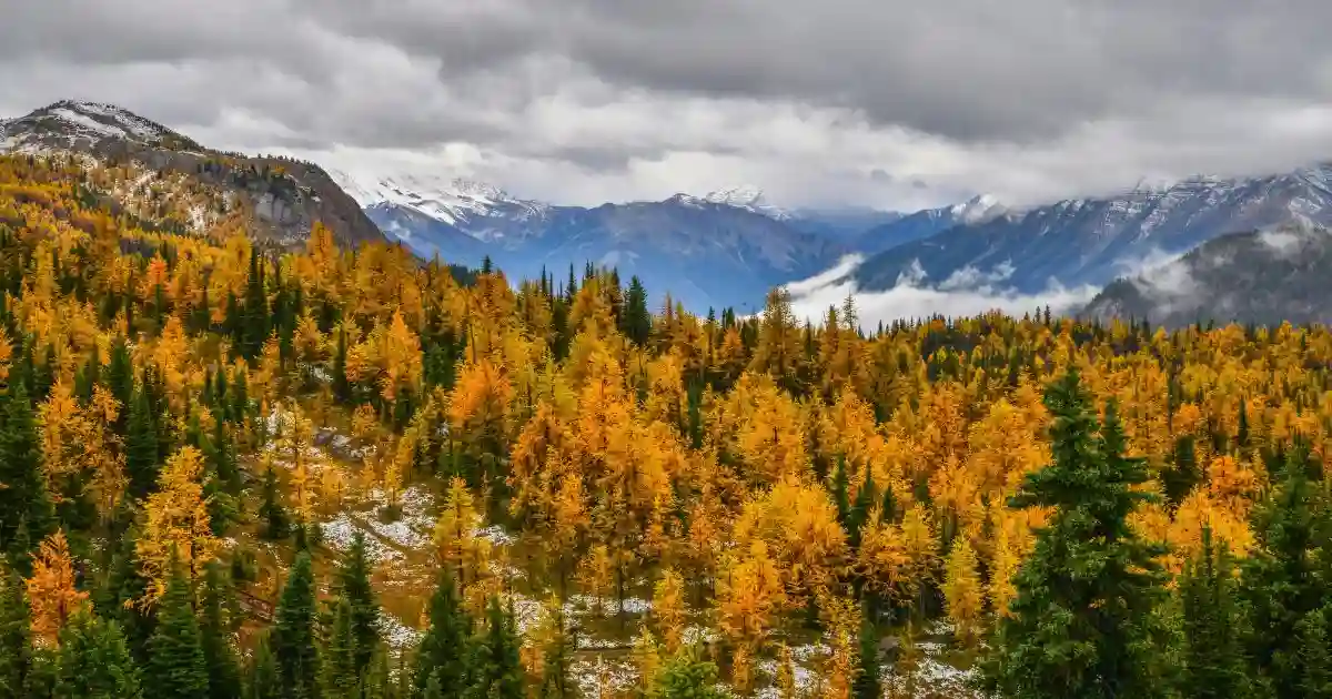 scenic forest in fall