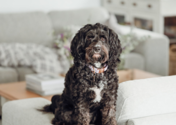 A dog on a sofa.