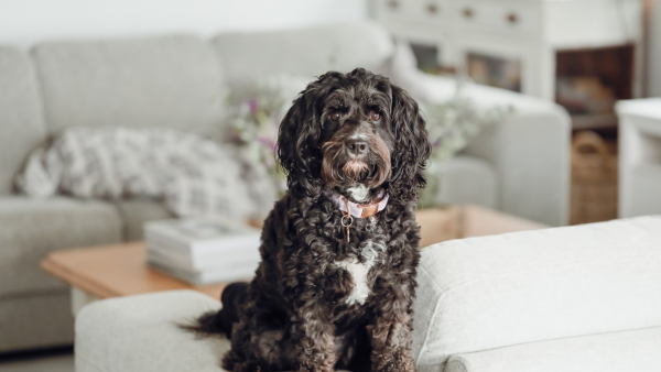 A dog on a sofa.