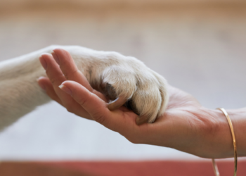 A person and dog shaking hands.