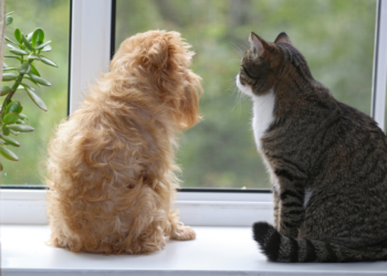 A dog and a cat by the window.