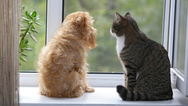 A dog and a cat by the window.