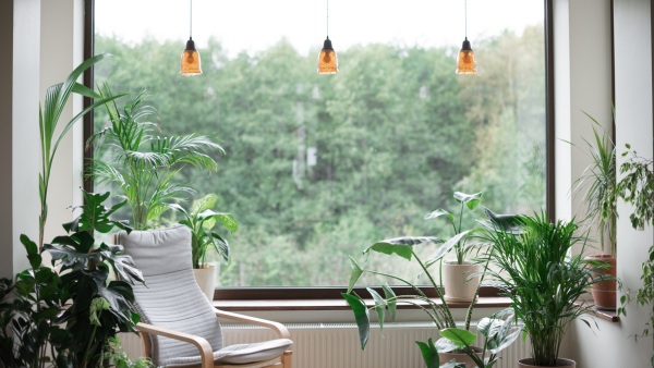 A window with plants.