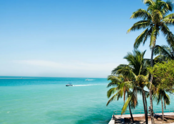 Palm trees near water