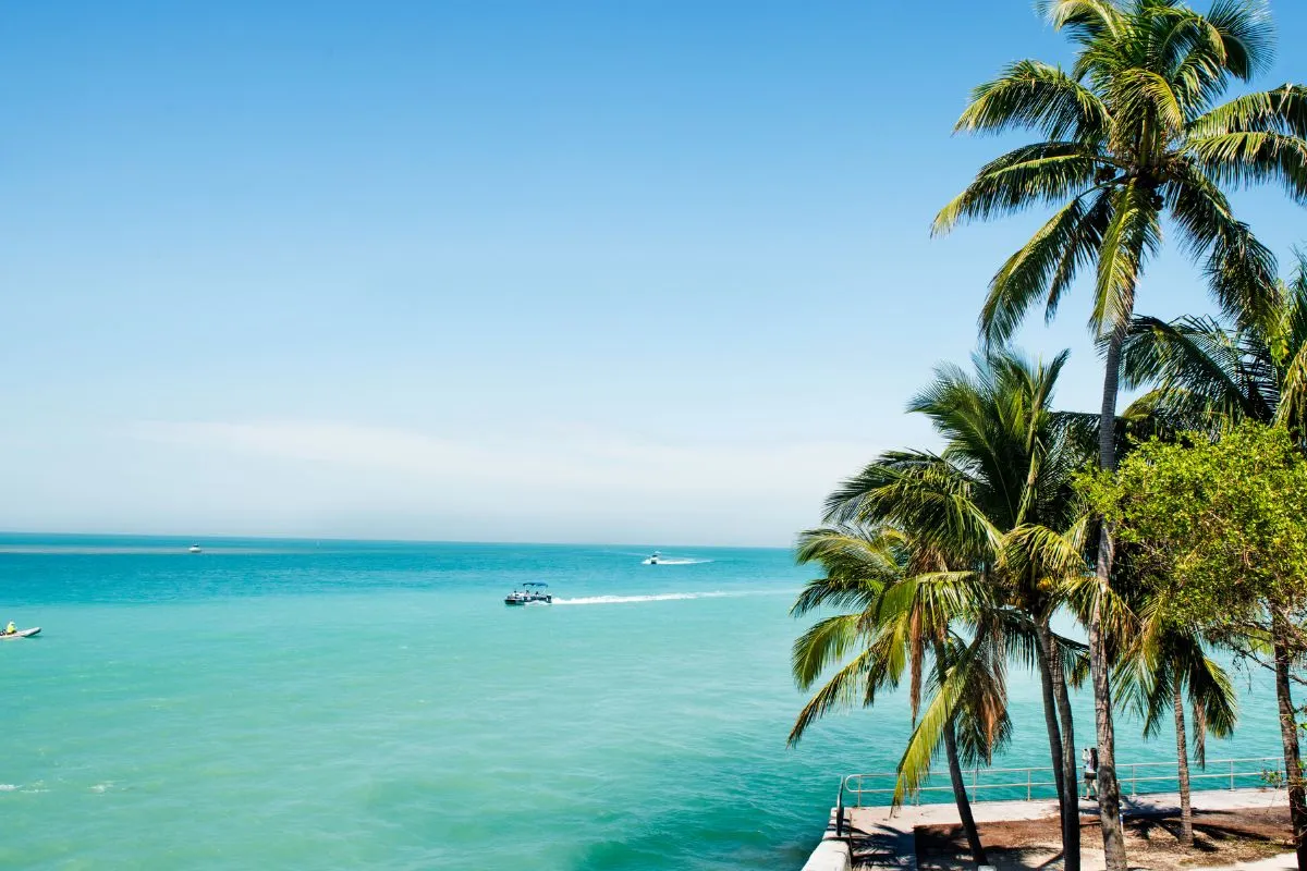 Palm trees near water