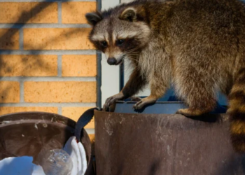 A raccoon in the trash.