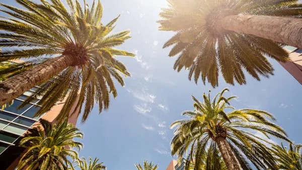 Palm trees.