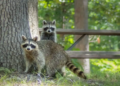raccoons in a field