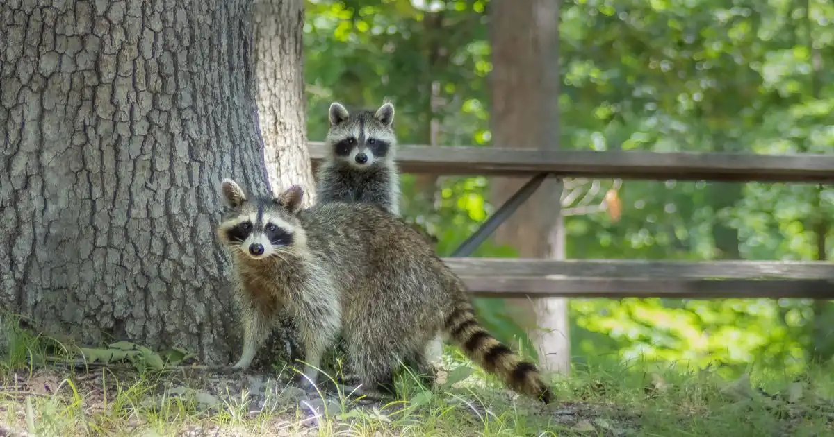 raccoons in a field