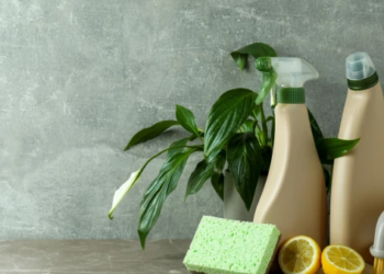 Spray bottles and a plant on a counter.