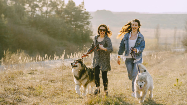 Neighbours walking dogs together