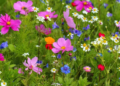 A picture of wildflowers
