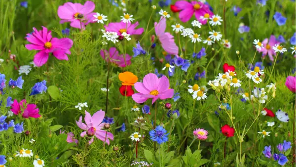 A picture of wildflowers