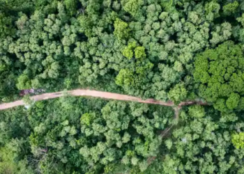 An aerial shot of a forest with a path
