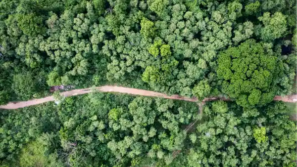 An aerial shot of a forest with a path