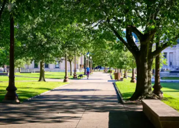 A park with lots of trees