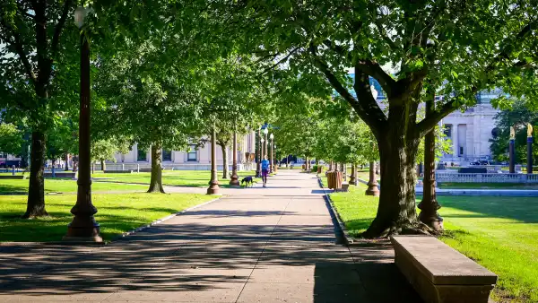 A park with lots of trees