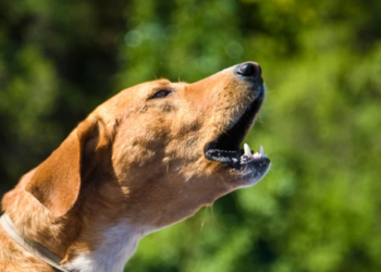 A dog barking